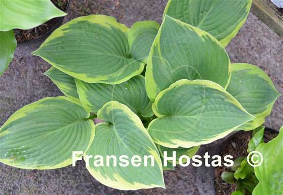 Hosta Goldbrook Glamour